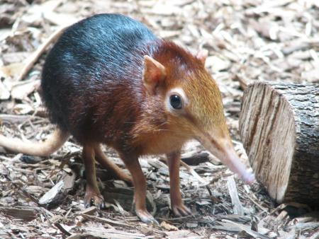 elephant_shrew_Worlds_strangest_looking_animals-s450x338-2312-580 elephant_shrew_Worlds_strangest_looking_animals-s450x338-2312-580