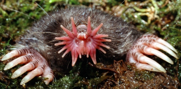star_nosed_mole_Worlds_strangest_looking_animals-s1360x673-2274-580 star_nosed_mole_Worlds_strangest_looking_animals-s1360x673-2274-580