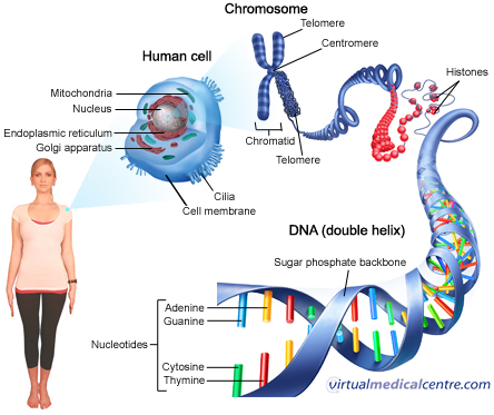 2437_dna_450_v2