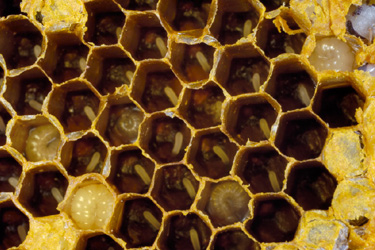 Beehive in situ